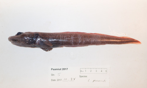 Paamiut eelpout (Lycodes paamiuti) — Zoarcidae — 2