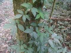 Solanum appendiculatum