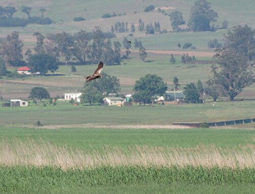 iNaturalist: (c) Jens Thalund, some rights reserved (CC BY-NC), uploaded by Jens Thalund iNaturalist image