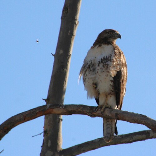 iNaturalist observation photo of Red-tailed Hawk