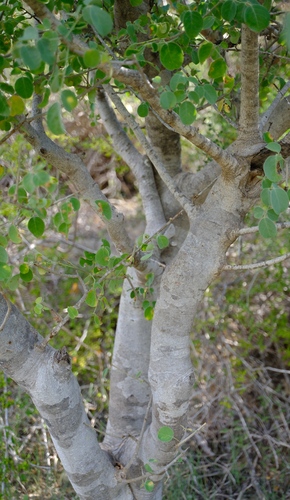 Commiphora brevicalyx Engl.