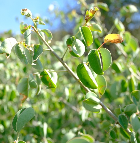 Commiphora brevicalyx Engl. 2