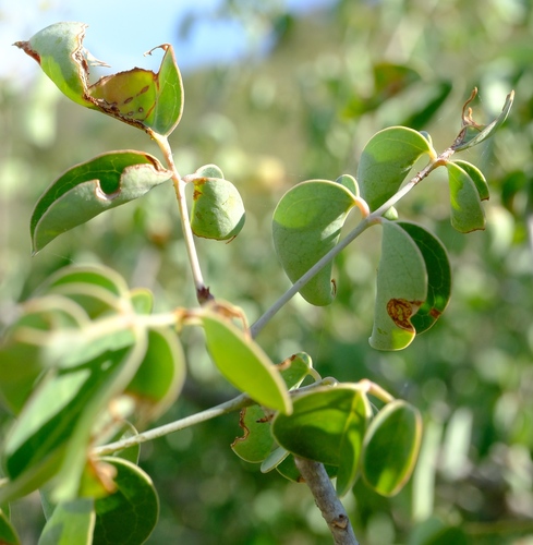 Commiphora brevicalyx Engl. 3