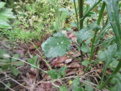 Leucanthemum × superbum