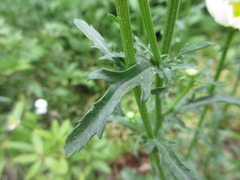Leucanthemum × superbum