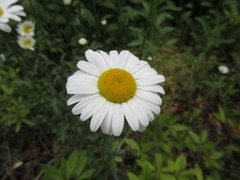 Leucanthemum × superbum
