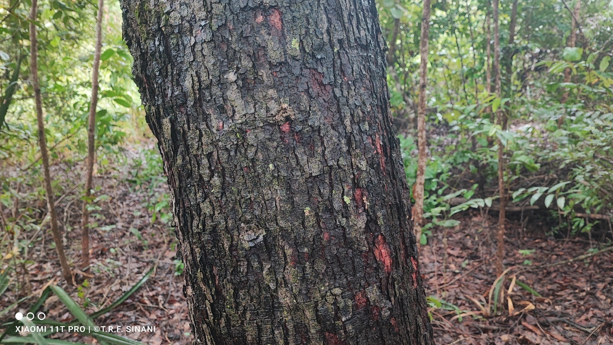 Langsdorf's Copaifera (Copaifera langsdorffii)