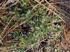 Vaccinium crassifolium
