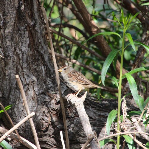 iNaturalist observation photo of White-crowned Sparrow