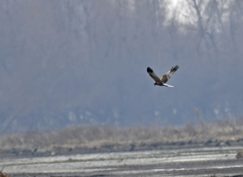 Eurasian Marsh Harrier