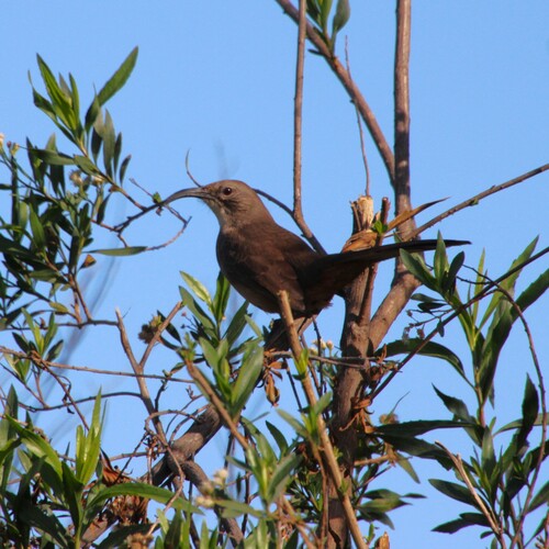 iNaturalist observation photo of California Thrasher