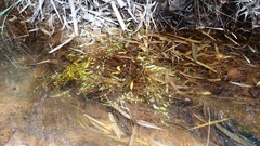 Utricularia uliginosa