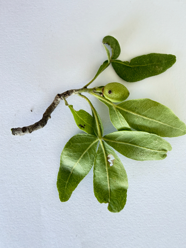 Wing-Leaved Wooden-Pea