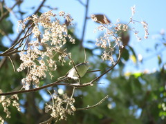 Heliocarpus