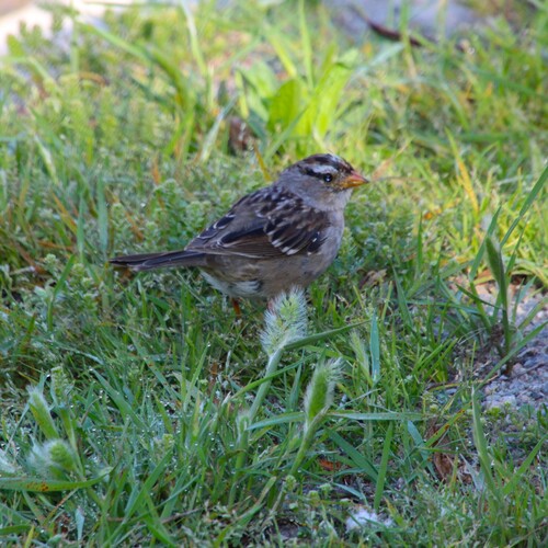 iNaturalist observation photo of White-crowned Sparrow