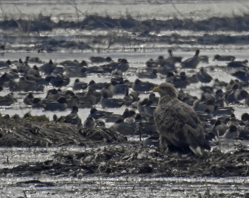Haliaeetus albicilla albicilla