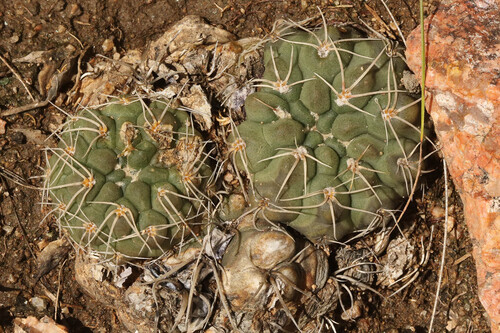 Gymnocalycium capillense