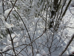 Viburnum cassinoides
