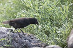 Sesuvium edmonstonei