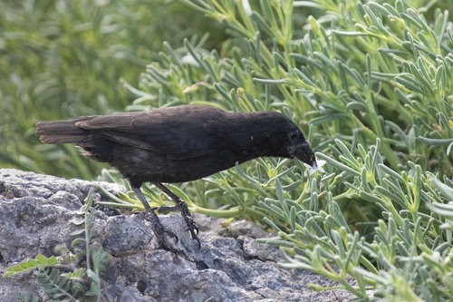 Sesuvium edmonstonei, photograph 2