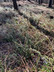 Vaccinium crassifolium