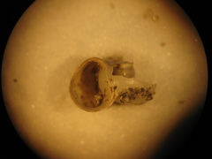 Planorbella subcrenata