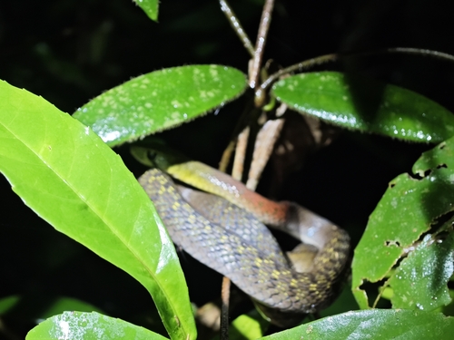 Siamese Red-necked Keelback