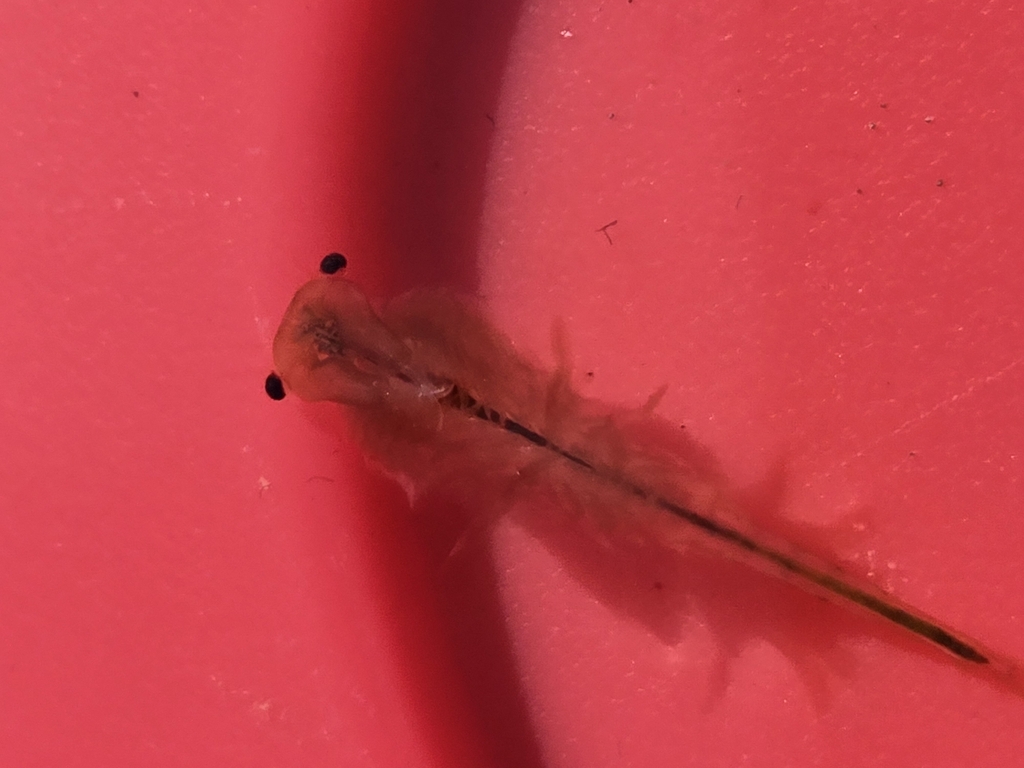 horned fairy shrimp
