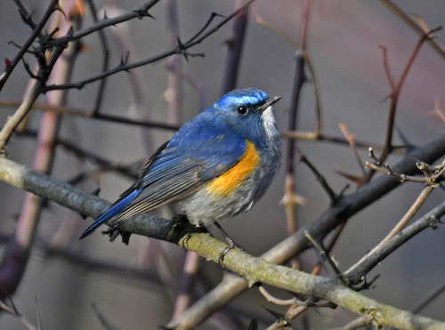 Himalayan Bluetail