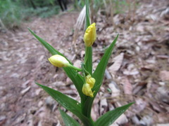 Cephalanthera falcata