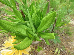 Rhododendron japonicum