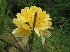 Rhododendron japonicum
