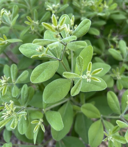Nuttall's Wild Indigo (Baptisia nuttalliana)