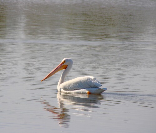 iNaturalist observation photo of American White Pelican