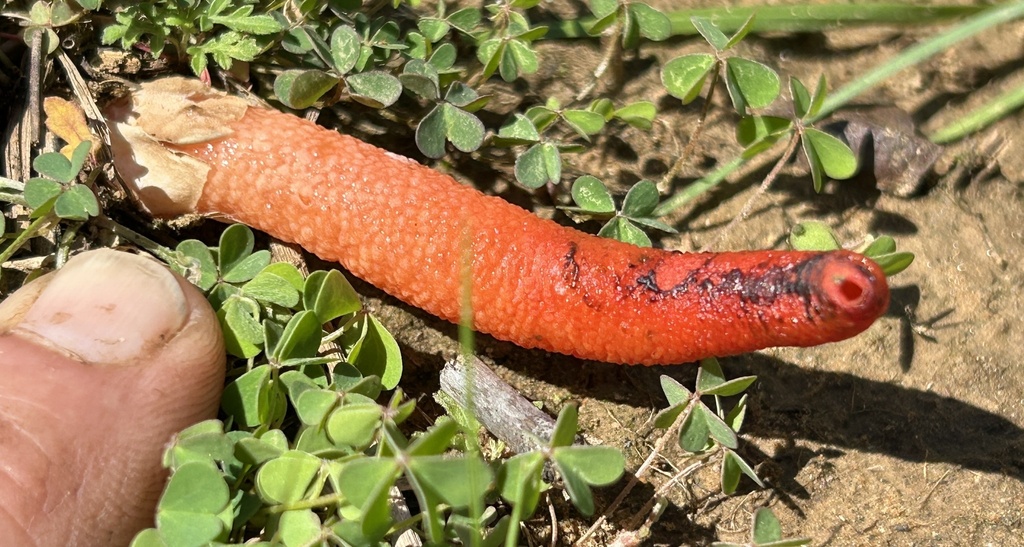 Mutinus elegans · March 2026 · photo: © northcut1 (iNaturalist, cc-by)