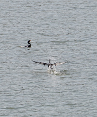 Microcarbo africanus