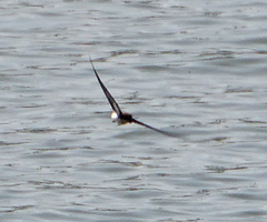 Hirundo smithii