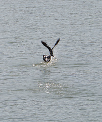 Microcarbo africanus