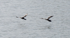 Microcarbo africanus