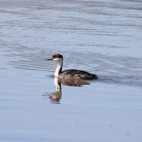 iNaturalist observation photo of Western Grebe