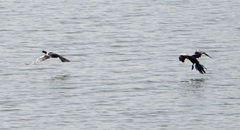 Microcarbo africanus