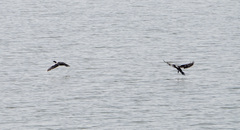 Microcarbo africanus