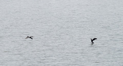 Microcarbo africanus