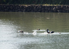 Alopochen aegyptiaca