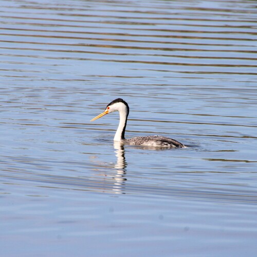 iNaturalist observation photo of Clark's Grebe