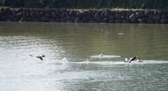 Alopochen aegyptiaca