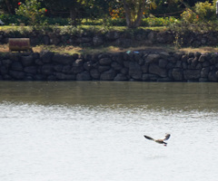 Alopochen aegyptiaca