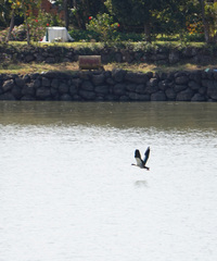 Alopochen aegyptiaca