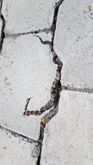 Lampropeltis micropholis