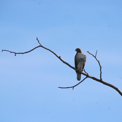 iNaturalist observation photo of Red-tailed Hawk